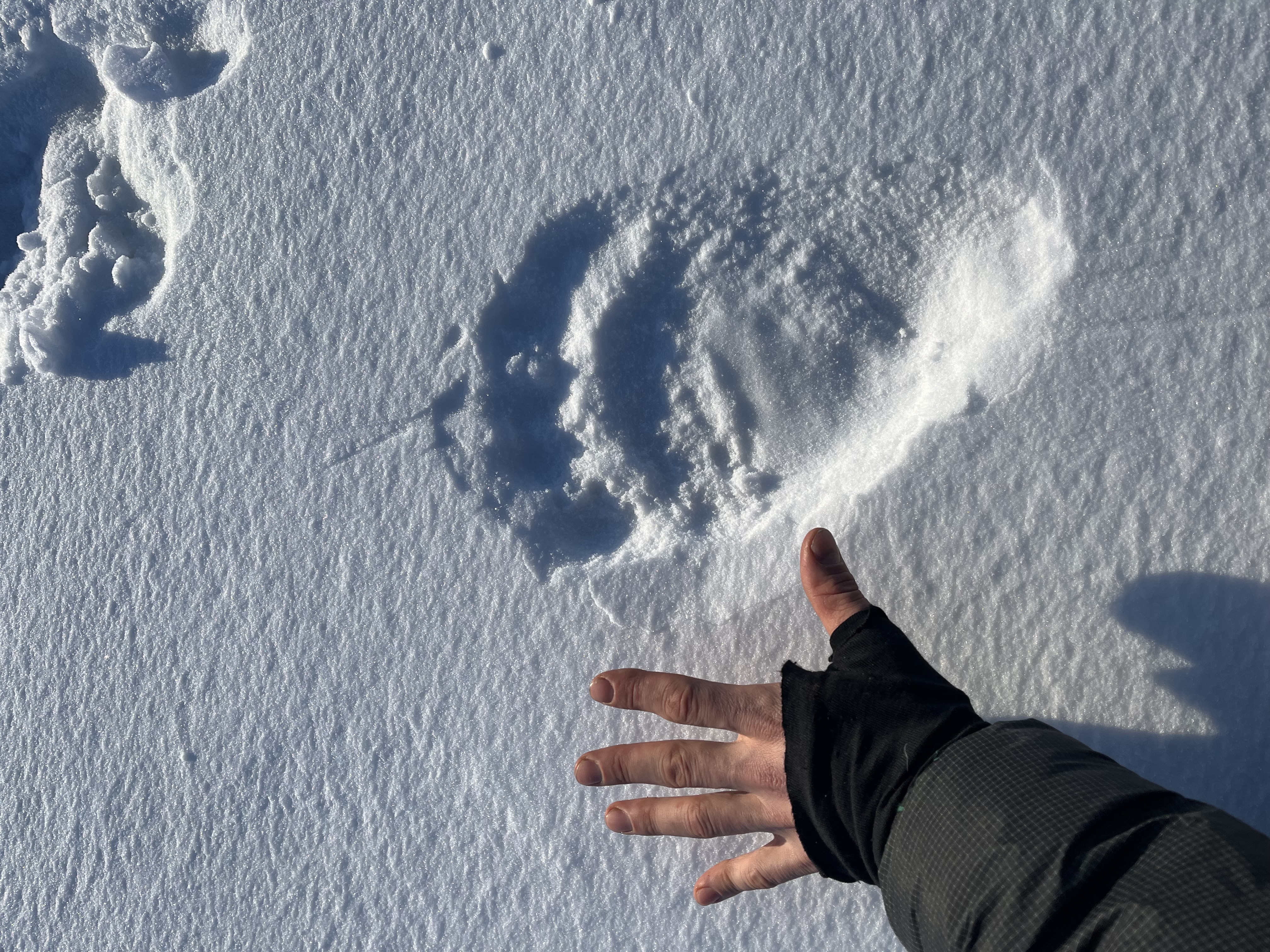 Beyond Endurance: Lessons in Resilience from Svalbard 1
